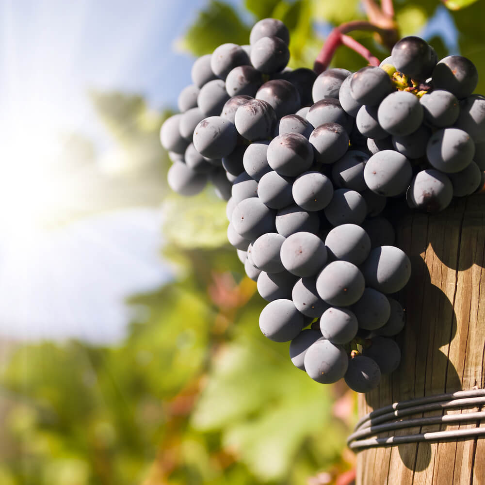 several-bunches-of-ripe-grapes-on-the-vine-select-2025-10-16-07-05-55-utc